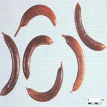 Bk546.jpg