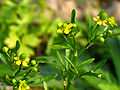 石龙芮