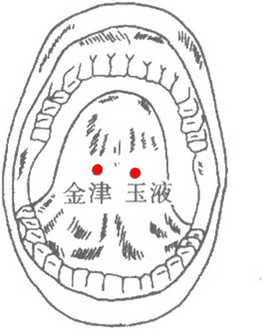 金津、玉液穴的位置