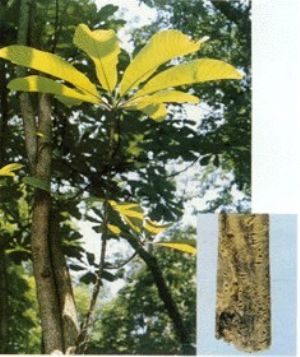 厚朴原植物及药材