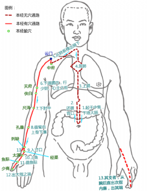 云门穴在手太阴肺经中的位置.png