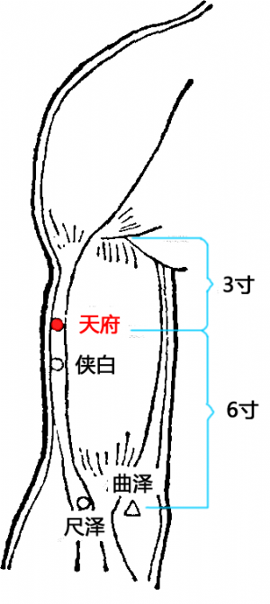 天府穴的位置