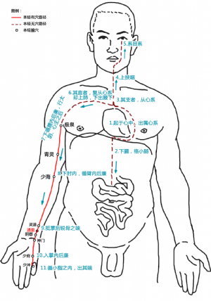 通里穴在手少阴心经中的位置 通里穴在手少阴心经中的位置.png