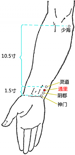 通里穴的位置 通里穴的位置.png