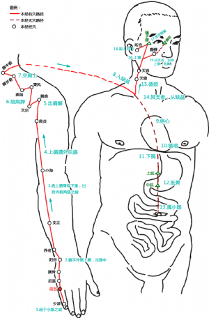 前谷穴在手太阳小肠经中的位置.png