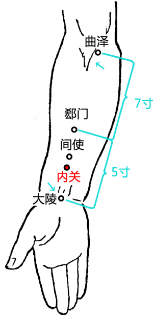 内关穴在前臂的位置