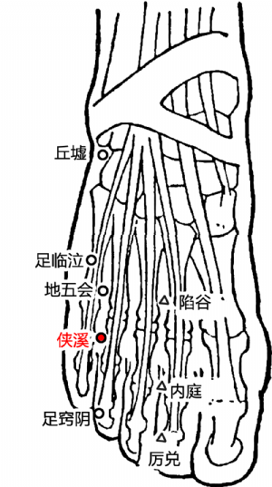 侠溪穴在趾间的位置