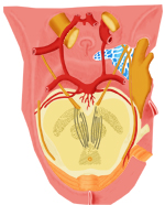 支配眼球外肌的神经与海绵窦的关系