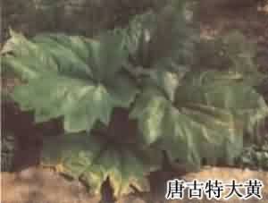 唐古特大黃