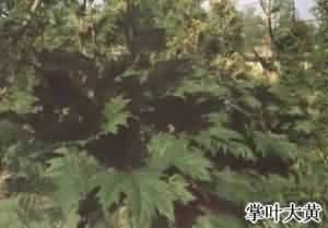 掌葉大黃