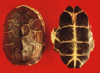 龜甲