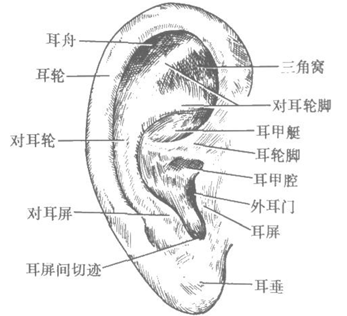 耳郭