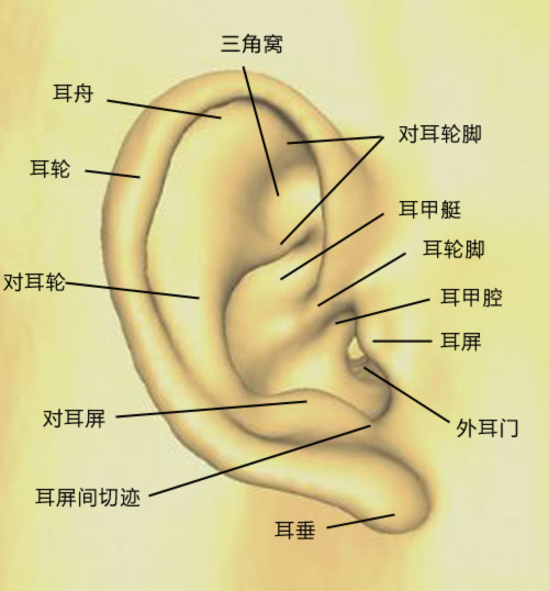耳郭.jpg
