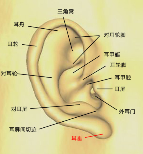 耳垂.jpg