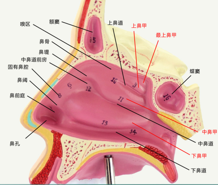 鼻甲.jpg