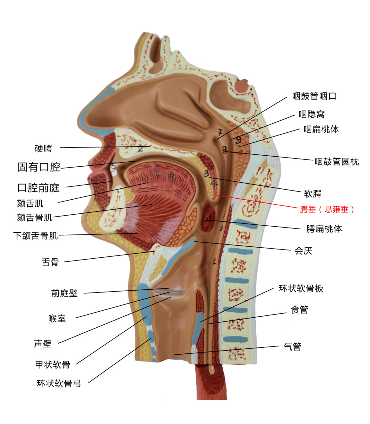 悬雍垂.jpg