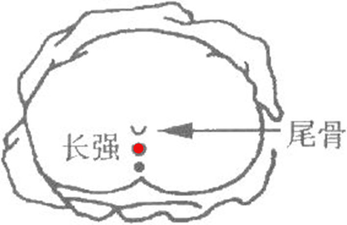 長強穴的位置