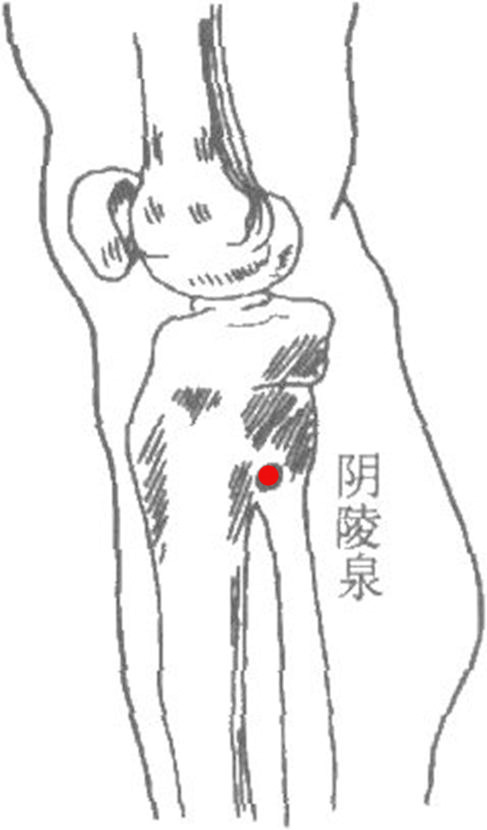 陰陵泉的位置
