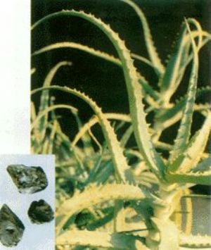 芦荟原植物及药材