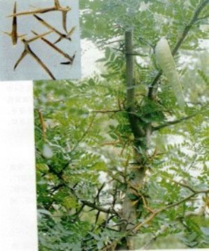 皂角刺原植物及药材 皂角刺原植物及药材
