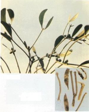 槲寄生原植物及藥材