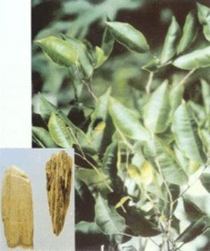 沉香原植物及藥材
