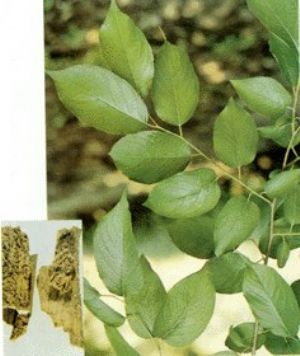 杜仲原植物及藥材
