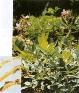白鲜皮原植物及药材