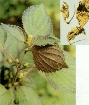 紫蘇葉原植物及藥材