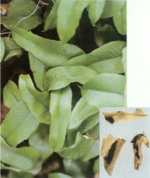 石韋原植物及中藥材