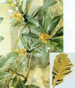 枇杷叶原植物及药材 枇杷叶原植物及药材