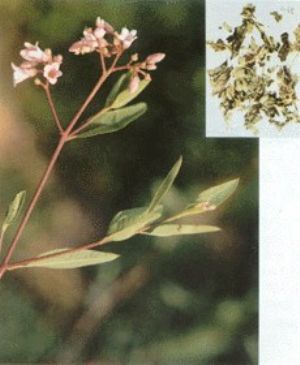 罗布麻叶原植物及药材