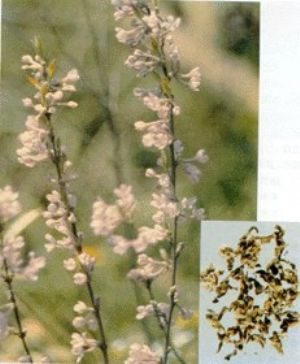 芫花原植物及藥材