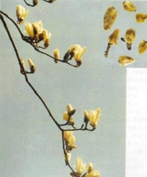 辛夷原植物及藥材