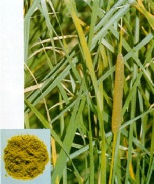 蒲黃原植物及藥材