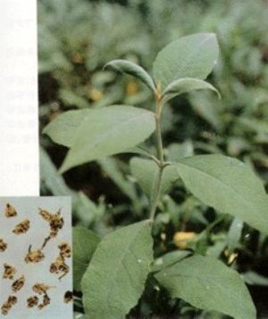 密蒙花原植物及藥材