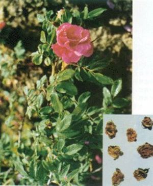 玫瑰花原植物及药材