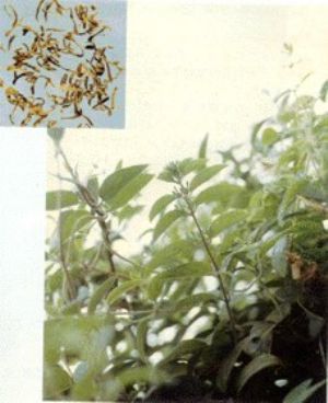 山銀花原植物及藥材