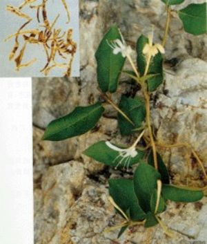 金銀花原植物及藥材