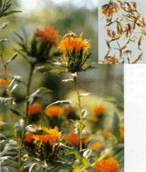 紅花原植物及藥材