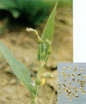 薏苡仁原植物及藥材