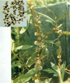 菟絲子原植物及藥材