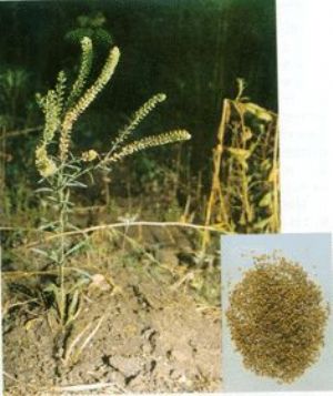葶藶子原植物及藥材