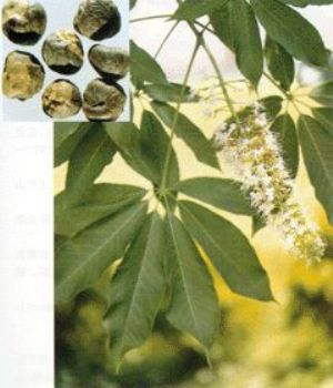 娑罗子原植物及药材