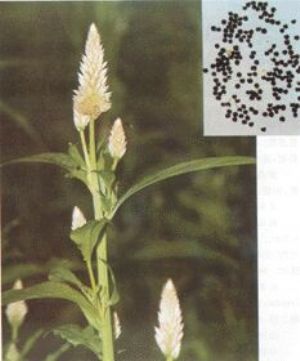 青葙子原植物及药材