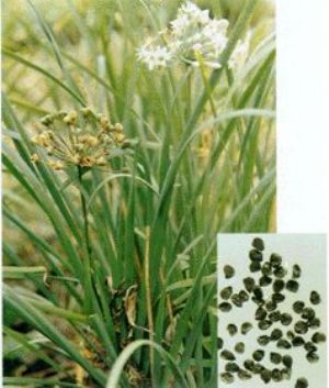 韭菜子原植物及藥材