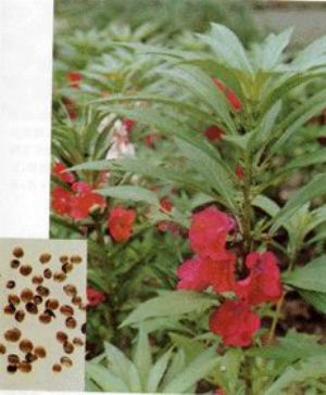 急性子原植物及藥材