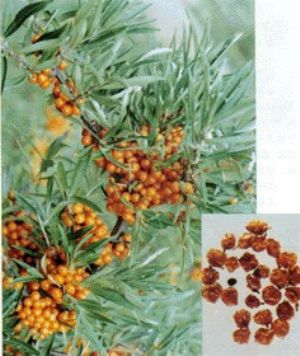 沙棘原植物及藥材