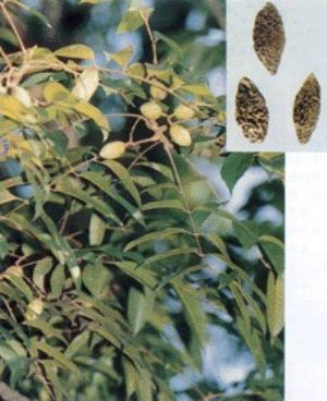 青果原植物及藥材