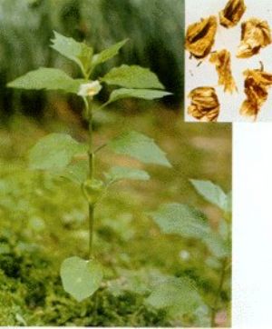 锦灯笼原植物及药材